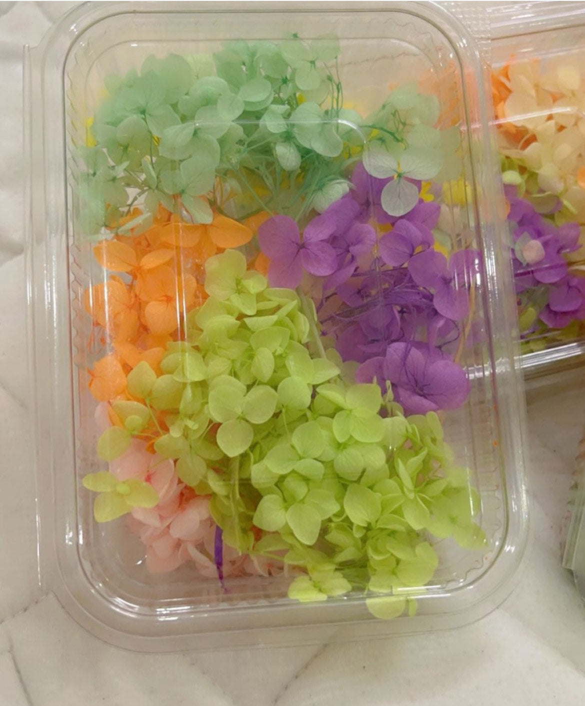 Mixed Colored Hydra Flowers Box