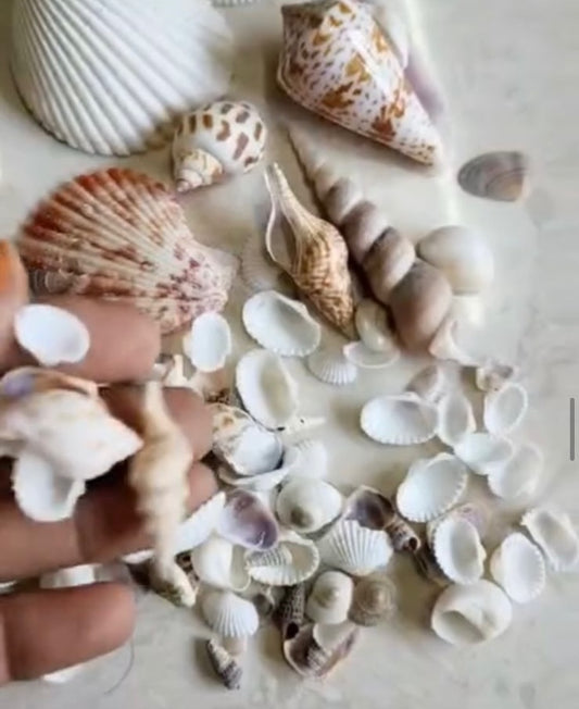 Mixed Sea Shell Pack
